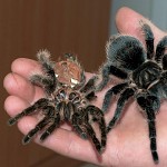 Curly haired Tarántula and its skin (exuvia)